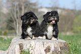 LHASSA APSO 010